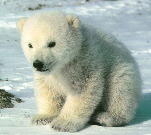 singular dehydrated bear cube